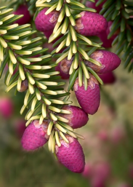 Świerk wschodni (Picea orientalis) Skylands
